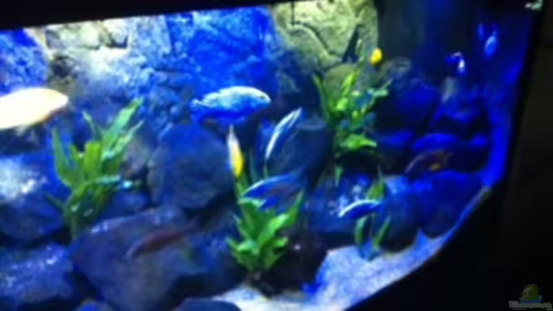Aquarium MALAWI TANK von diskus tom (16)