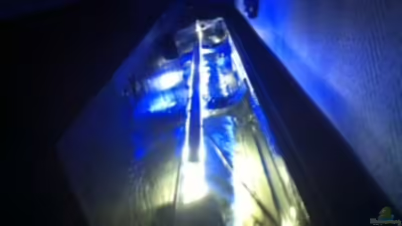 Aquarium MALAWI TANK von diskus tom (17)