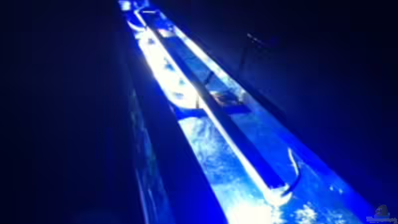 Aquarium MALAWI TANK von diskus tom (18)