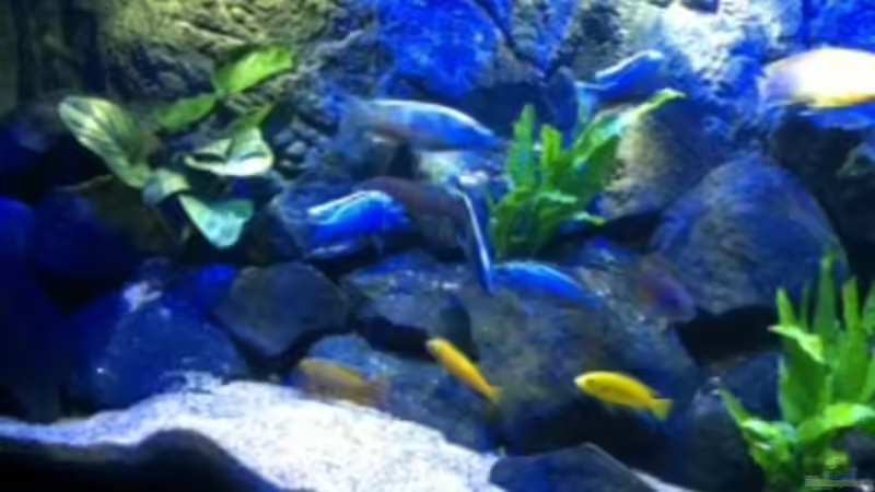 Aquarium MALAWI TANK von diskus tom (20)