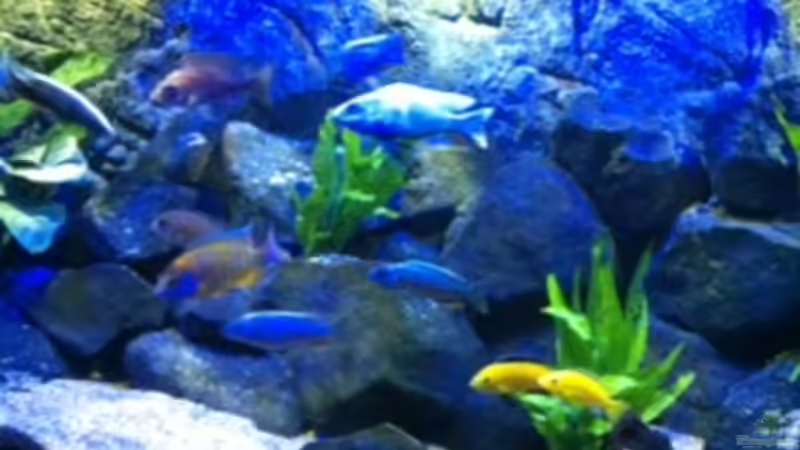 Aquarium MALAWI TANK von diskus tom (21)