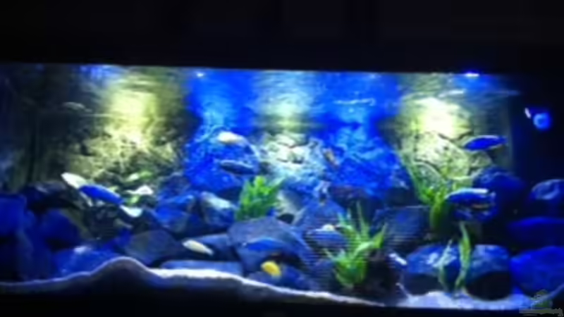 Aquarium MALAWI TANK von diskus tom (5)