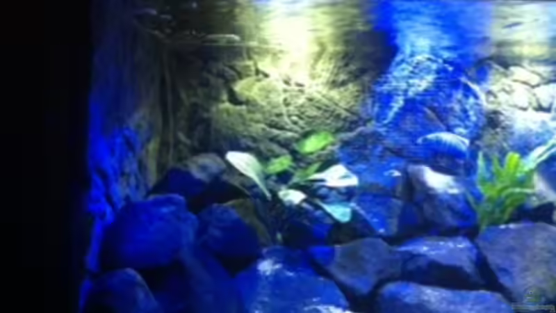 Aquarium MALAWI TANK von diskus tom (7)