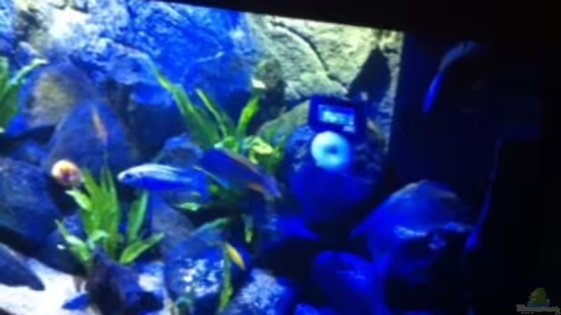 Aquarium MALAWI TANK von diskus tom (9)