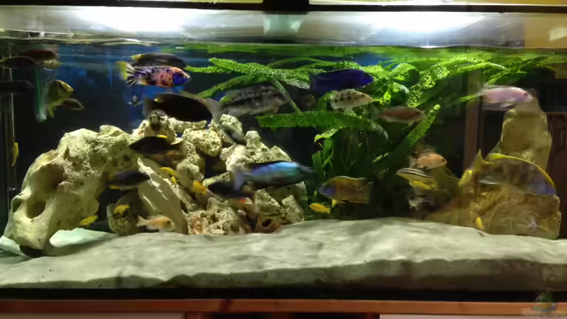 Aquarium Malawi Tank von EL_LOCO (2)