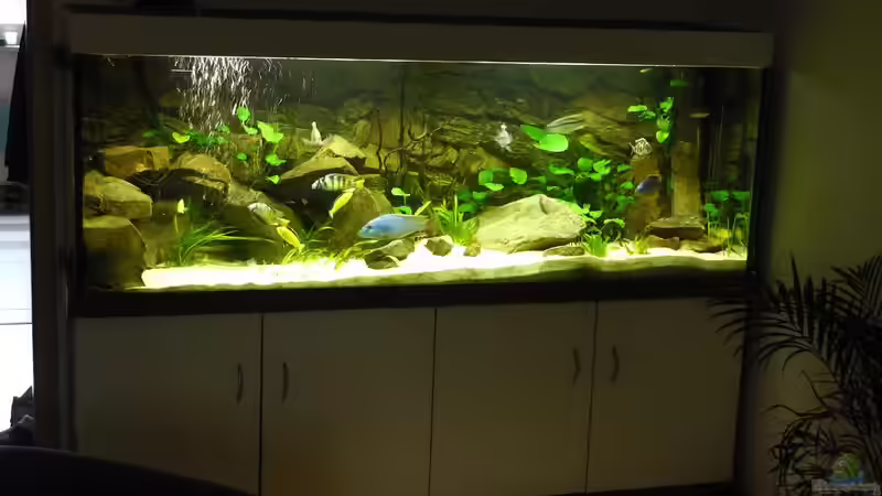 Aquarium Malawi Traum ( nicht mehr vorhanden) von Monoculus (10)