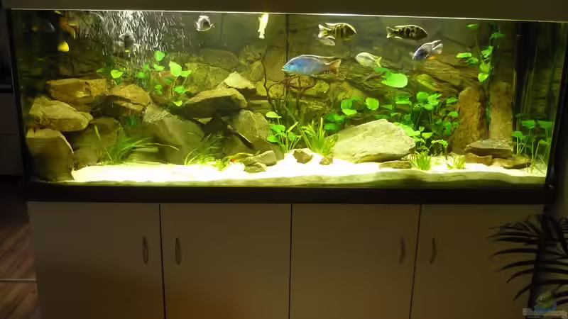 Aquarium Malawi Traum ( nicht mehr vorhanden) von Monoculus (2)