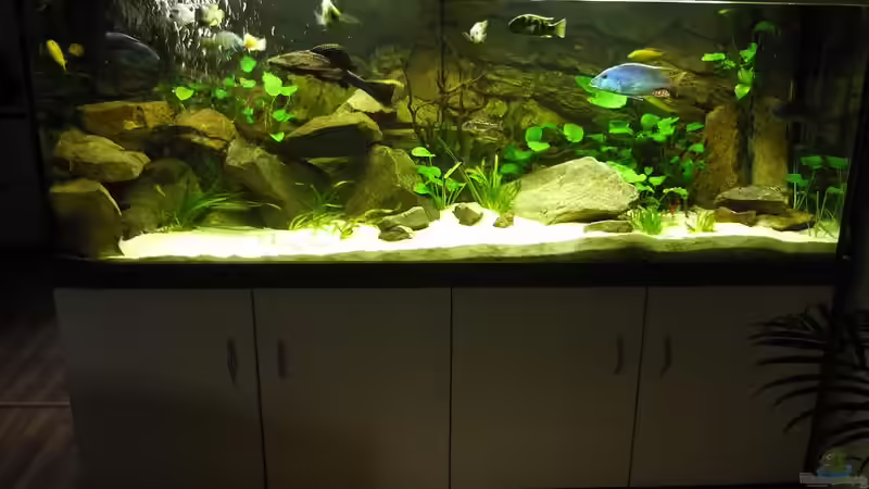 Aquarium Malawi Traum ( nicht mehr vorhanden) von Monoculus (3)