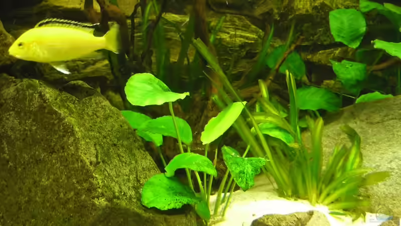 Aquarium Malawi Traum ( nicht mehr vorhanden) von Monoculus (8)