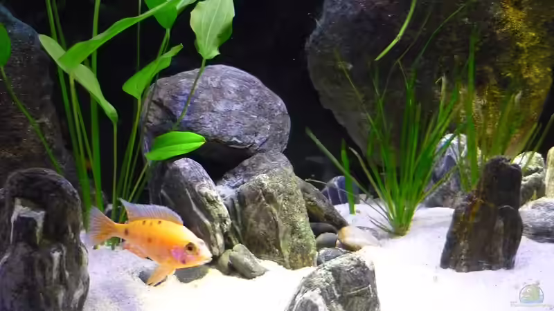 Aquarium Malawi TV (nur noch als Beispiel) von Chris_R. (3)