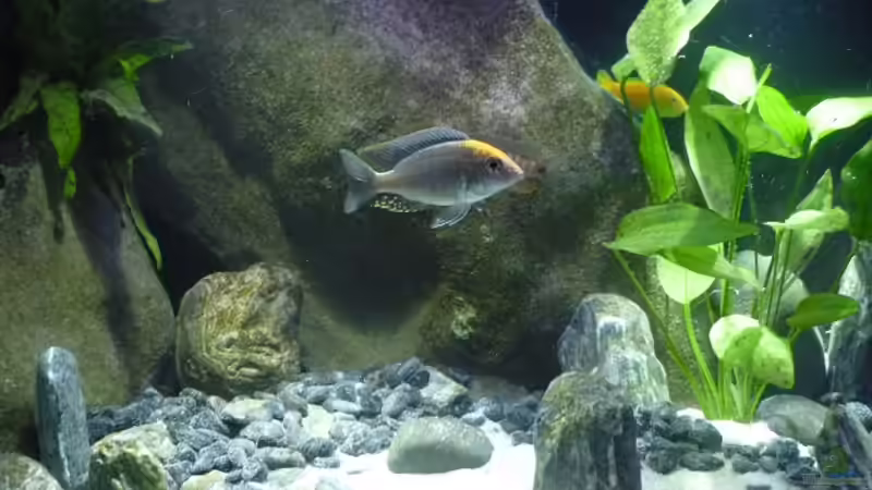 Aquarium Malawi TV (nur noch als Beispiel) von Chris_R. (6)