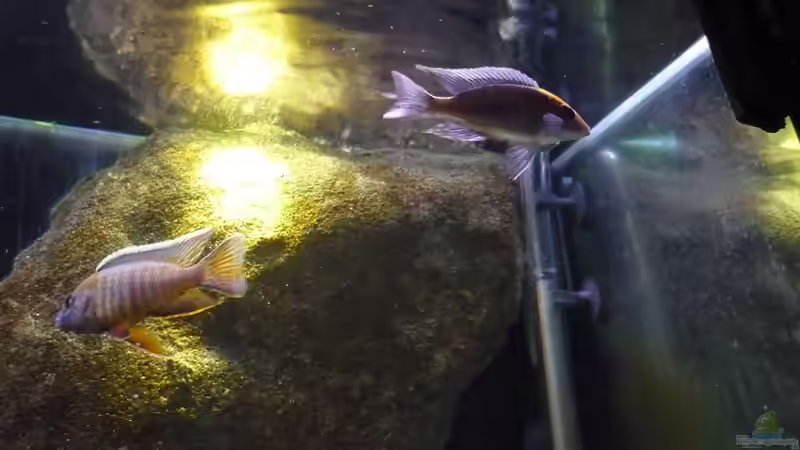 Aquarium Malawi TV (nur noch als Beispiel) von Chris_R. (7)