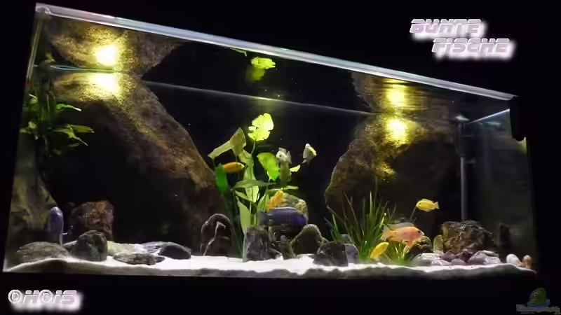 Aquarium Malawi TV (nur noch als Beispiel) von Chris_R. (9)