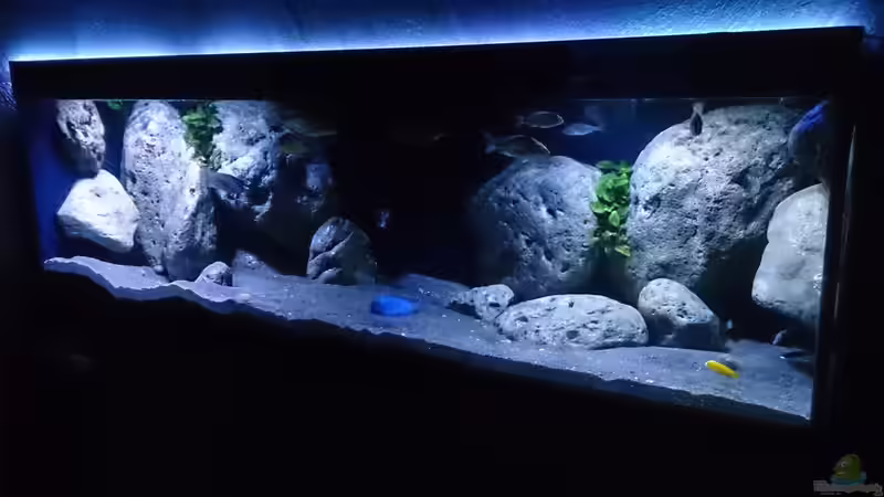 Aquarium Malawi Übergangszone (Existiert nicht mehr) von Limited (2)