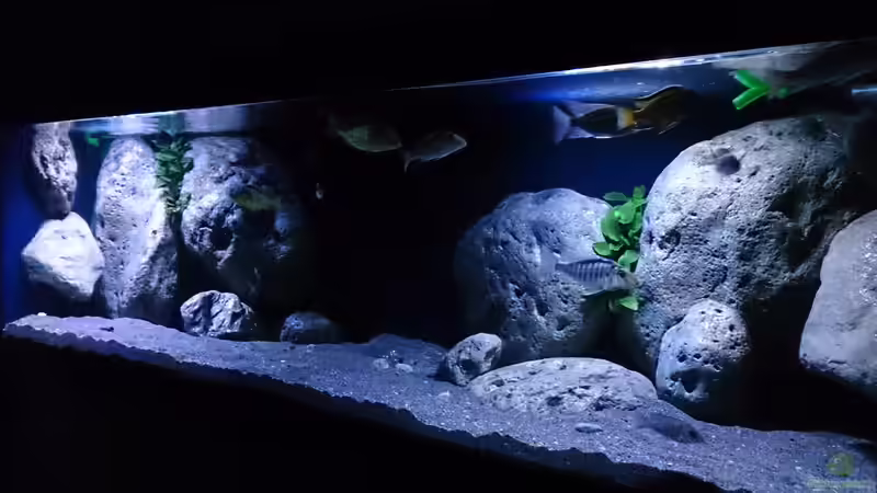 Aquarium Malawi Übergangszone (Existiert nicht mehr) von Limited (3)