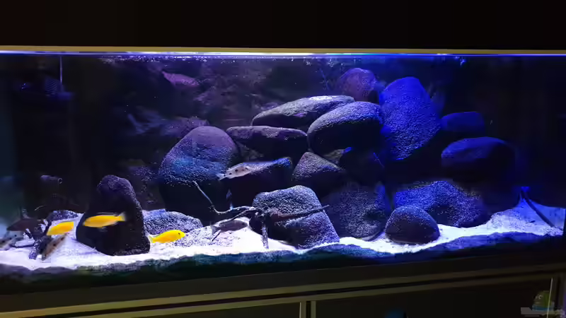 Aquarium Malawi Übergangszone von MoPuppets (2)