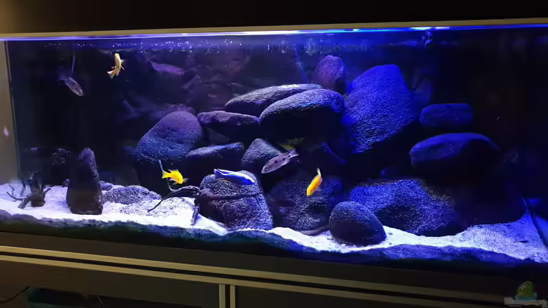 Aquarium Malawi Übergangszone von MoPuppets (4)