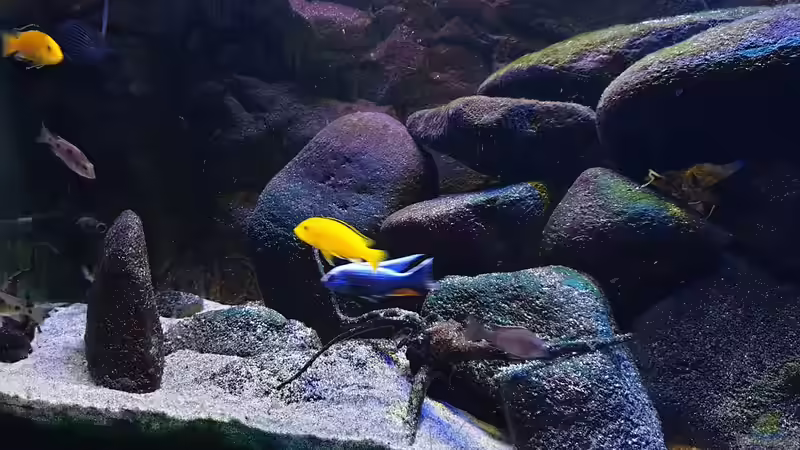 Aquarium Malawi Übergangszone von MoPuppets (5)