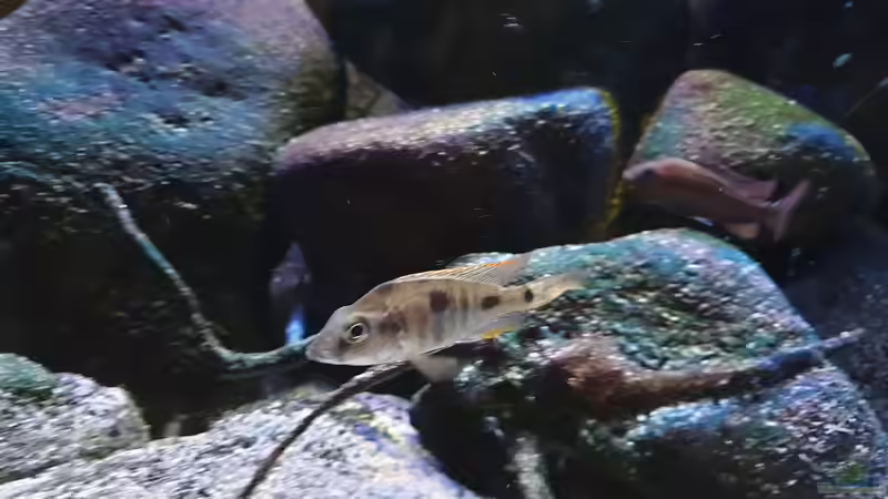 Aquarium Malawi Übergangszone von MoPuppets (6)