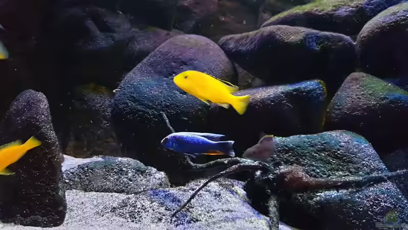 Aquarium Malawi Übergangszone von MoPuppets (7)