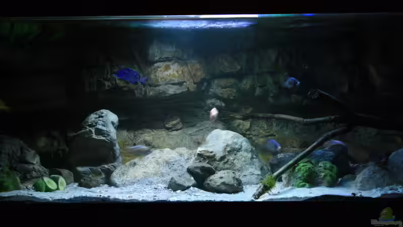 Aquarium Malawi und Beton von skipper1202 (12)