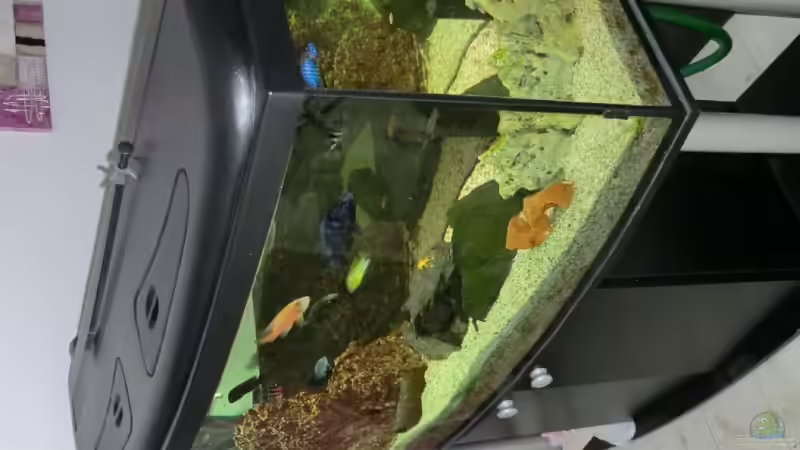 Aquarium Malawi/Viktoria Becken 420l von Malawi420l (2)