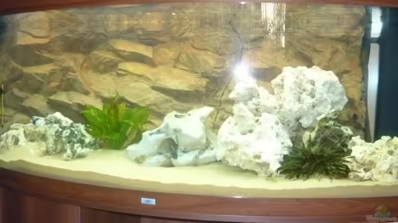 Aquarium Malawi Vision 450 von pietschen (2)