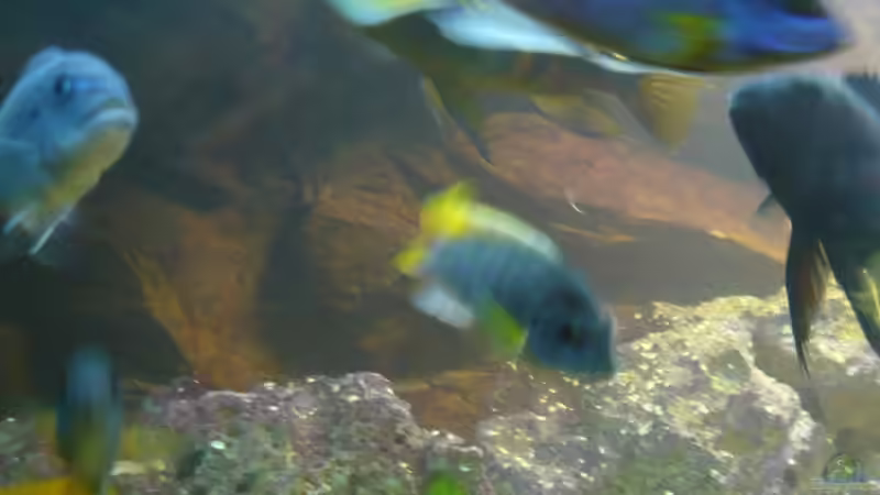 Aquarium Malawi Vision 450 von pietschen (4)