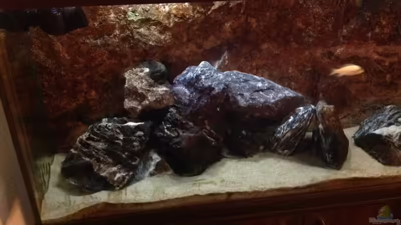 Aquarium Malawi von Aquaflo (2)