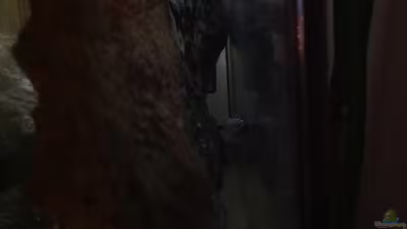 Aquarium Malawi von Aquaflo (3)