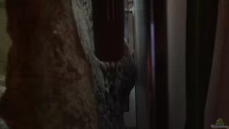 Aquarium Malawi von Aquaflo (5)