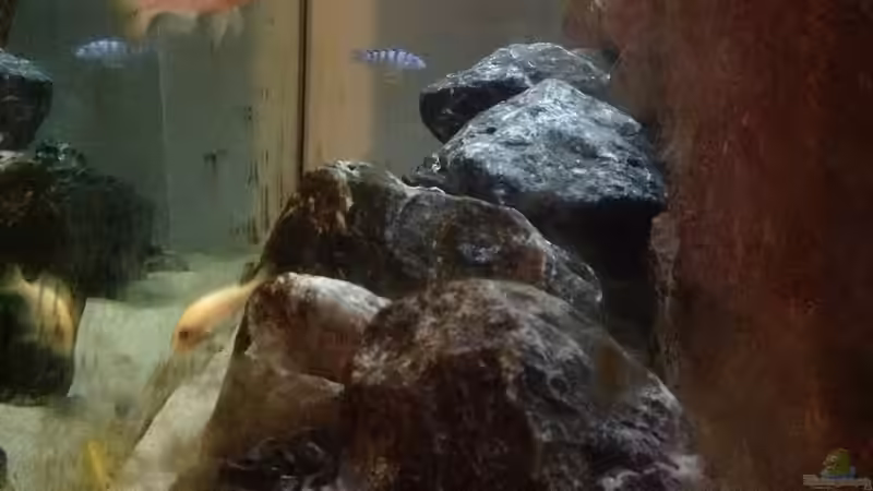 Aquarium Malawi von Aquaflo (6)