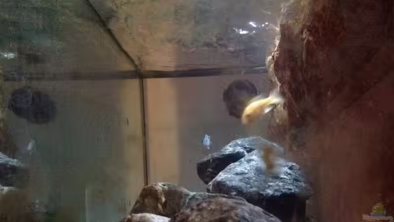 Aquarium Malawi von Aquaflo (8)