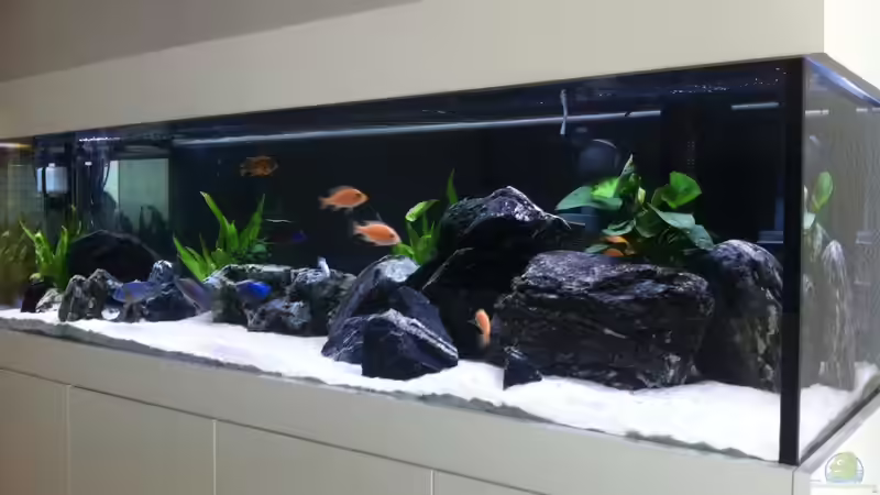 Aquarium Malawi von axxo (2)