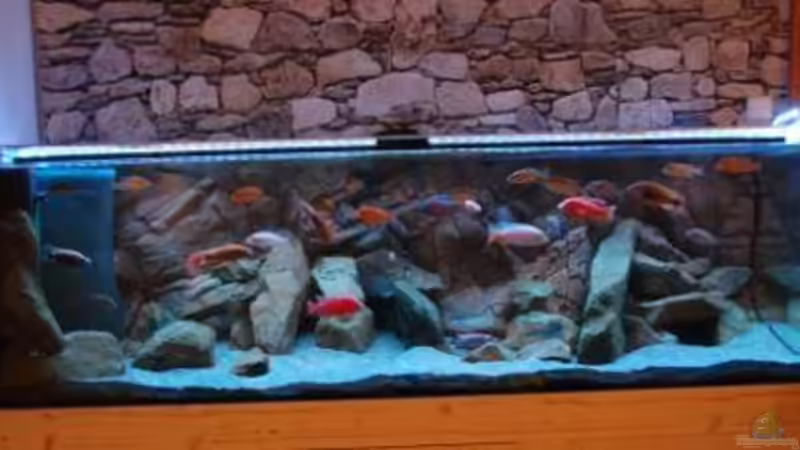 Aquarium Malawi von Boris Schmidt (2)