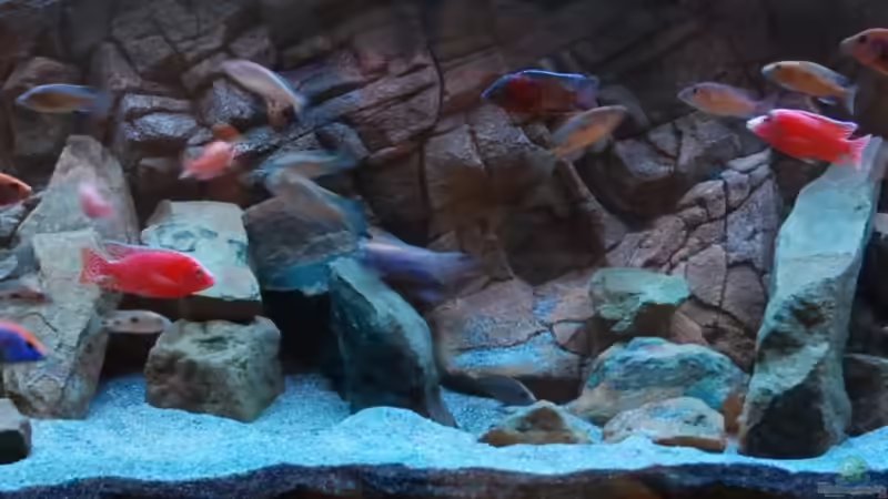 Aquarium Malawi von Boris Schmidt (3)