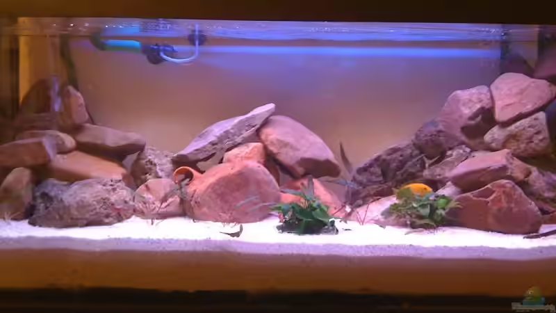 Aquarium Malawi von bubbele (2)