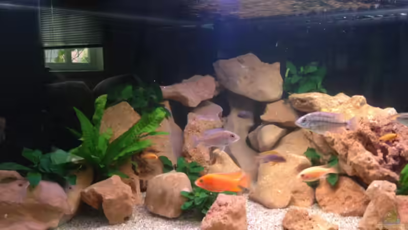 Aquarium Malawi von Christopher Rose (3)