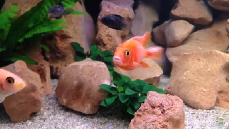 Aquarium Malawi von Christopher Rose (4)