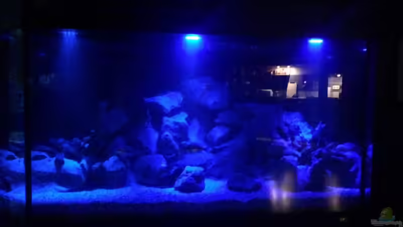 Aquarium Malawi von Christopher Rose (5)