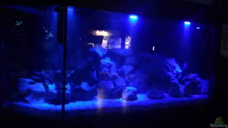 Aquarium Malawi von Christopher Rose (6)