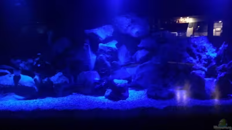 Aquarium Malawi von Christopher Rose (7)
