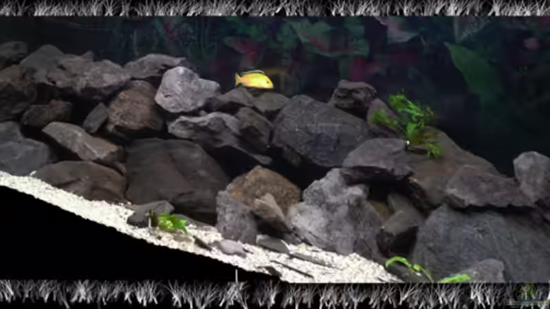 Aquarium Malawi von Cichlid Power (2)