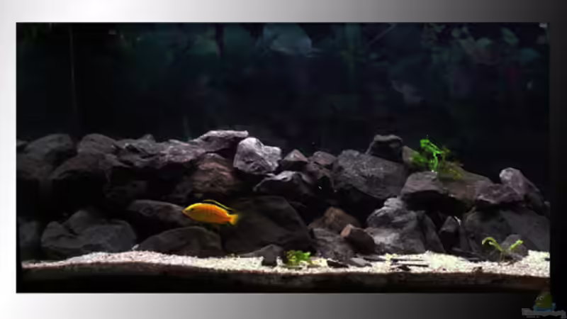 Aquarium Malawi von Cichlid Power (3)