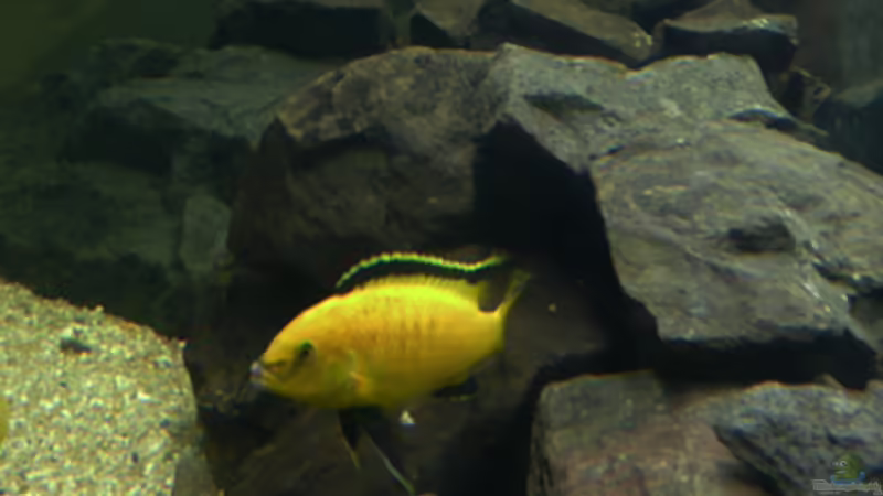 Aquarium Malawi von Cichlid Power (5)
