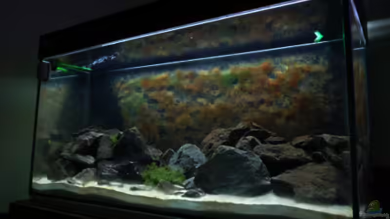 Aquarium Malawi von Cichlid Power (7)