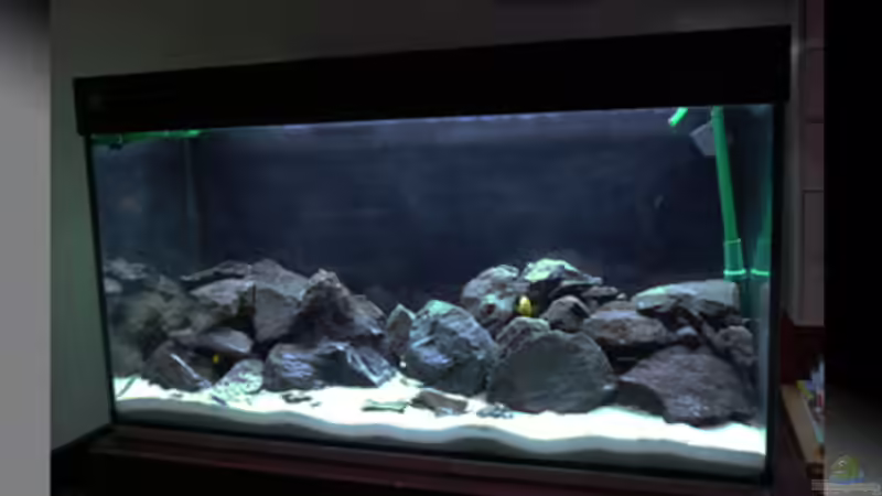 Aquarium Malawi von Cichlid Power (8)