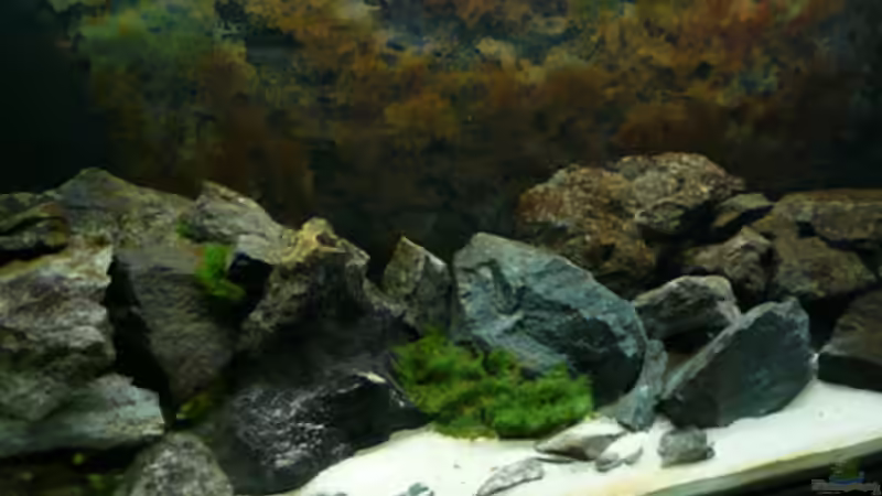 Aquarium Malawi von Cichlid Power (9)