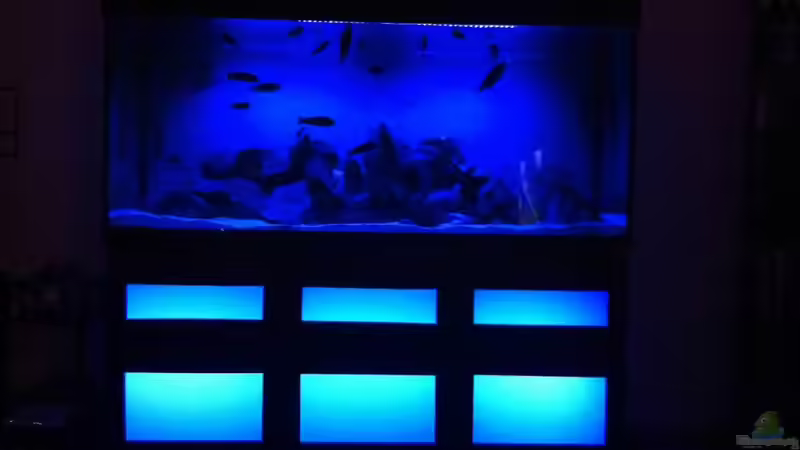 Aquarium Malawi von Danny Michel (2)