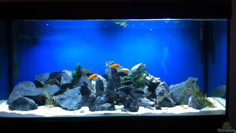 Aquarium Malawi von Danny Michel (3)